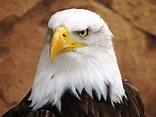 Bald Eagle | Bald eagle, Bald eagle pictures, Eagle pictures