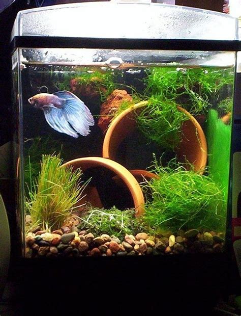 Simple Fish Tank Design Ideas