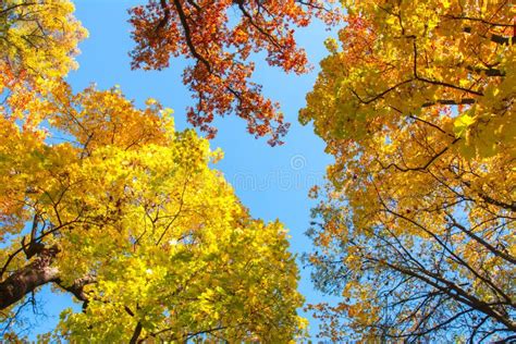 Treetops During Autumn Foliage Stock Photo Image Of Garden Pushkin