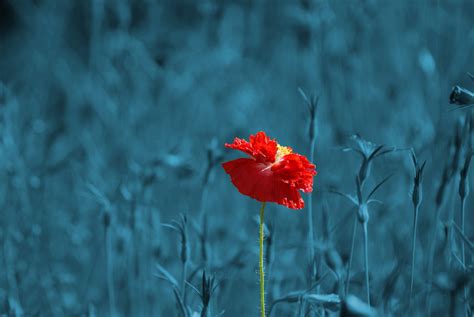 Selective Color Photography Of Red Flower Hd Wallpaper Wallpaper Flare