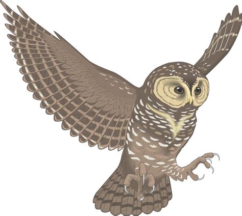Flying Owl Clipart 10 Free Cliparts Download Images On Clipground 2023