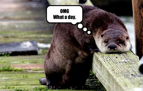 Otter Funny Animal Humor Photo 20223946 Fanpop