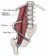 Pictures of Major Core Muscles