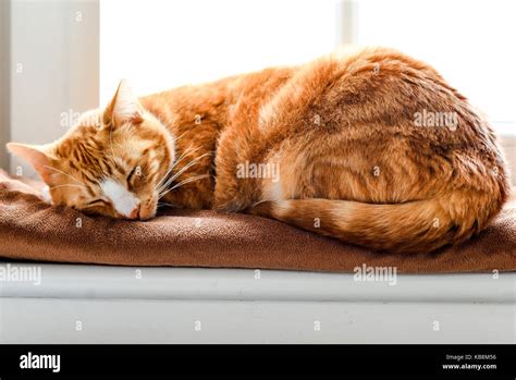 A Young Cat Sleeping On A Couch At Home Sweet And Beautiful Stock