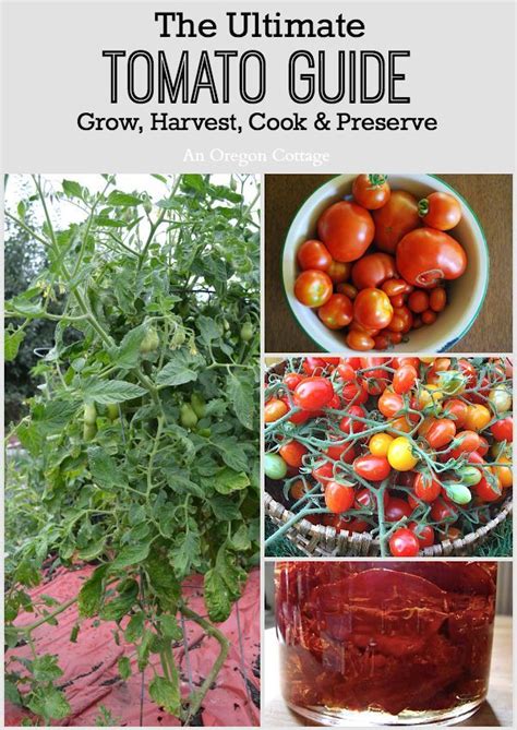 Ultimate Tomato Guide Grow Harvest Cook And Preserve Growing Organic