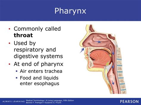 Pharynx Definition Anatomy Functions And Diagram