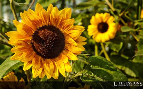 Free Download Sunflower Wallpaper With Quotes Quotesgram 1600x1000