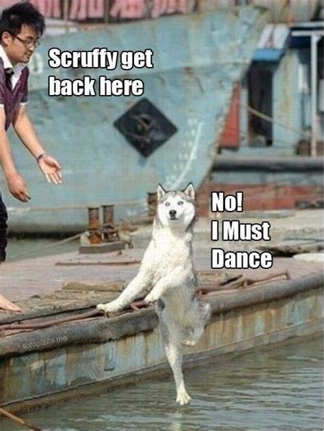 Scruffy Nooo Funny Dog Memes Funny Animal Jokes Cute Funny