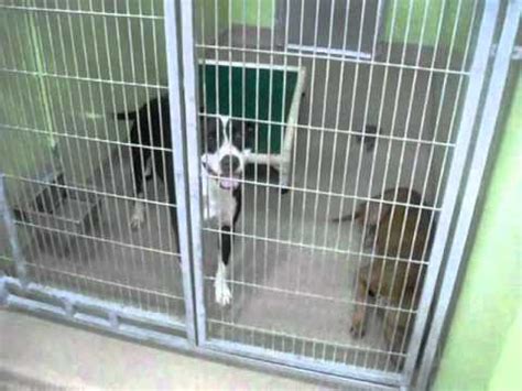 From a day of daycare to a simple. Orange County Animal Shelter in Orlando,FL - YouTube