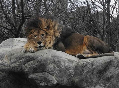 Lion Named 2012 Prezoodent Of Franklin Park Zoo
