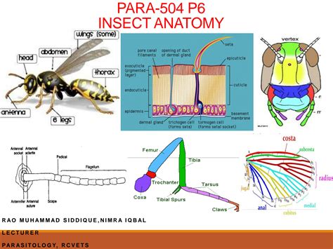 Solution Anatomy Of Insects Studypool