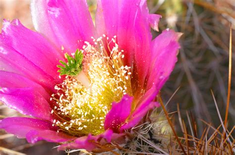 They can easily die because of water stagnation in. cactusflwr | Desert cactus, Flowers, Cactus