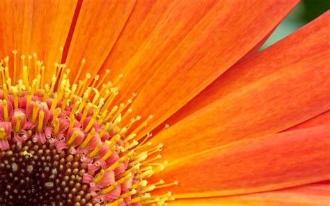 🔥 Download Orange Flowers Wallpaper Flower By Jwade Orange Flower