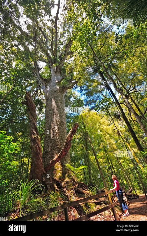 Large Kauri Tree Along The Bush Walk In Waipoua Forest Northland