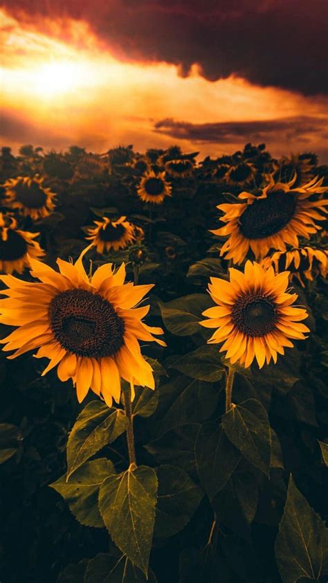 sunflower | Sunflower wallpaper, Sunflower pictures, Sunflower iphone wallpaper