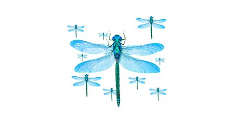 Mother Blue Dragonfly And Babies White Color Art Mother Blue Dragonfly