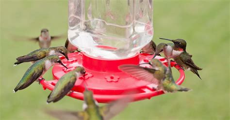 Best Homemade Hummingbird Nectar Recipe Guide 2023 Atonce