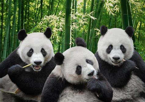 All About Panda Fascinating Facts And Conservation Efforts Zaki Hub