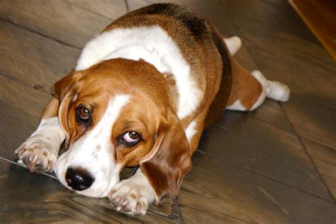 Beagle.. | Beagle, Animals, Dogs