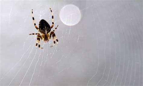 Hundreds Of Tiny Spiders Lice And More Crawling Through Us Homes