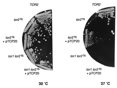 Tor2 Is Required For Organization Of The Actin Cytoskeleton In Yeast Pnas
