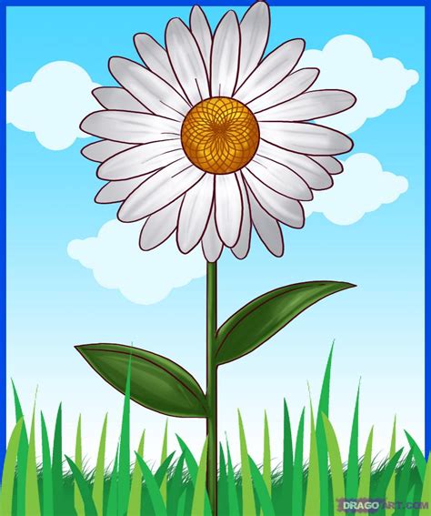 Flower Daisy Drawing At PaintingValley Com Explore Collection Of