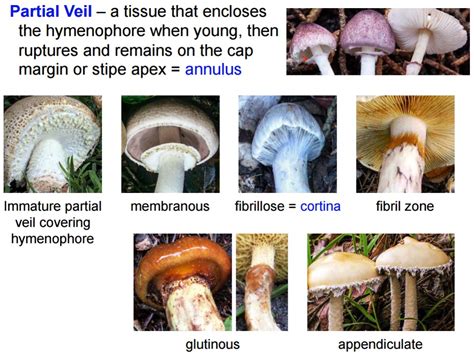 Wild Edible Mushrooms of Meghalaya You Never Knew About!
