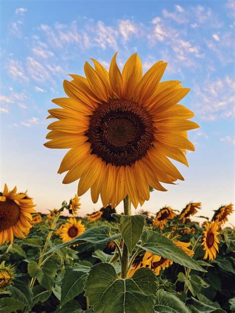 Sunflower Field Under Blue Sky During Daytime Photo Free Plant Image