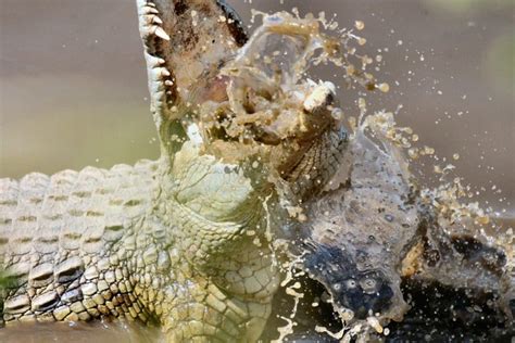 Are Crocodiles More Dangerous Than Alligators Fauna Facts