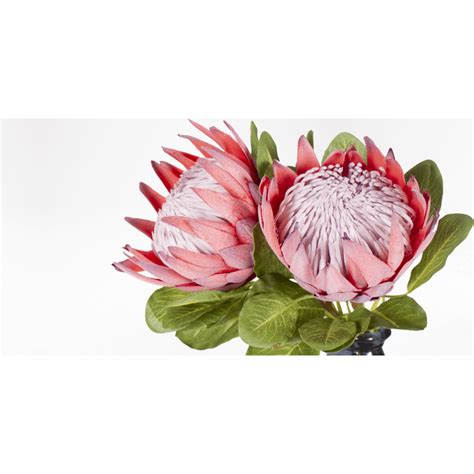Buy products from suppliers around the world and increase your sales. King Protea, Natural | Accessories | Coricraft