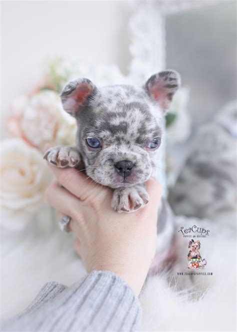 We're trying to be one of the must trusted youtube channel for everything pet! French Bulldogs | Teacup Puppies & Boutique