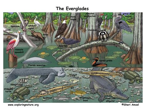 Florida Everglades Exploring Nature Educational Resource