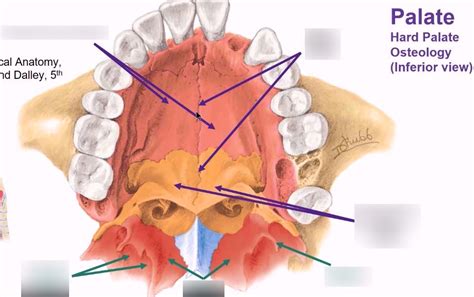 Inferior View Of The Palate Diagram Quizlet