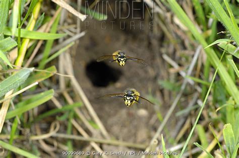 Common Wasp Stock Photo Minden Pictures