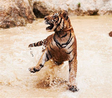 Tiger Leap Stock Photos Pictures And Royalty Free Images Istock
