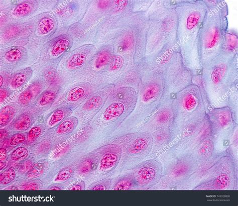 High Magnification Micrograph Nonkeratinized Squamous Stratified Stock