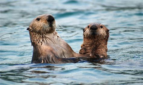 ¿sabías Que El Pelaje De La Nutria Marina