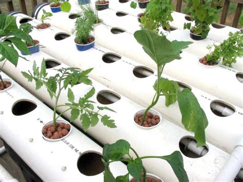 Low maintenance and energy costs. Introduction to Hydroponics | DIY