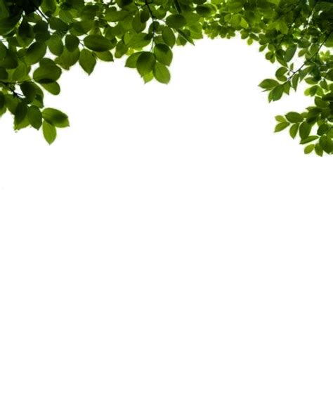 Trendy Plants Cool Plants Tree Cut Out Tree Textures Png Aesthetic
