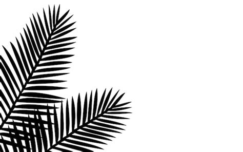 Premium Vector Beautifil Palm Tree Leaf Silhouette Background Vector