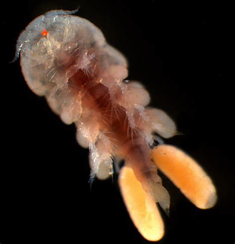 Female Of A Parasitic Copepod Taeniacanthidae Order Poec Flickr