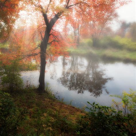Autumn Maple Tree Photograph By Bill Wakeley Fine Art America