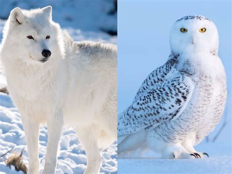 33 Surprising Facts About The Animals Who Call The Frozen