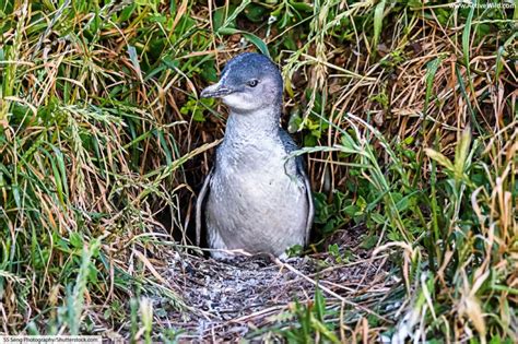 Also called the blue penguin and the fairy penguin, the little penguin lives in the warm waters of australia. Little Penguin Facts, Pictures, Video & Info: Smallest ...