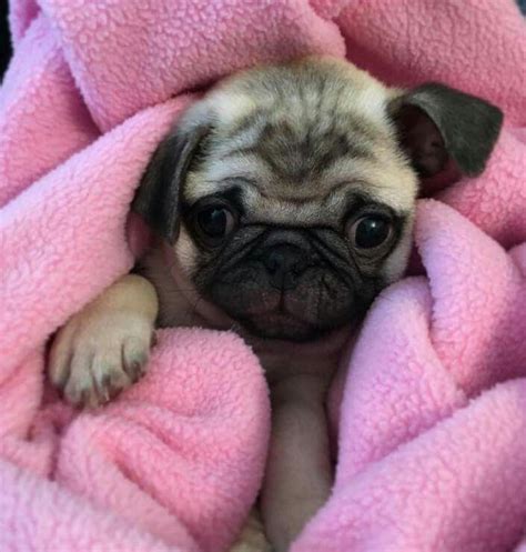 Pug In A Blanket Baby Pugs Cute Pugs Puppies