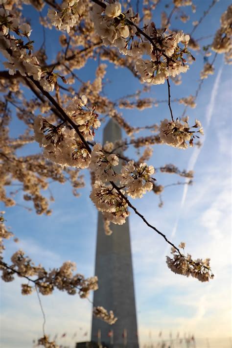 Cherry Blossom Smithsonian Photo Contest Smithsonian Magazine