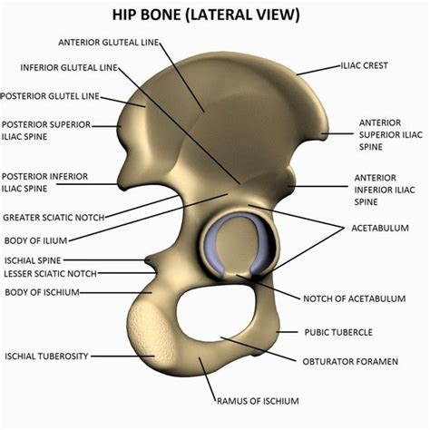 Hip Bone Lateral View Human Bones Hip Bones Human Anatomy