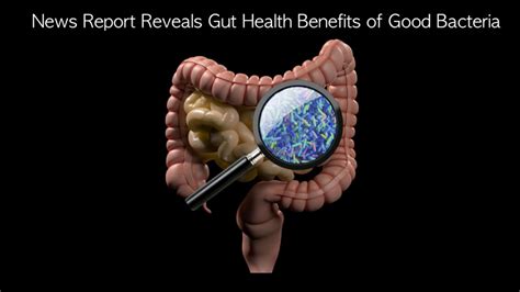 News Report Reveals Gut Health Benefits Of Good Bacteria Imc Grupo