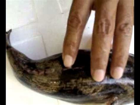 Miselium benih yang baik adalah berwarna putih seperti kapas. Cara membuat benih ikan ketutu - YouTube