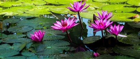 Paling Bagus 12 Gambar Bunga Yang Hidup Di Air Gambar Bunga Indah